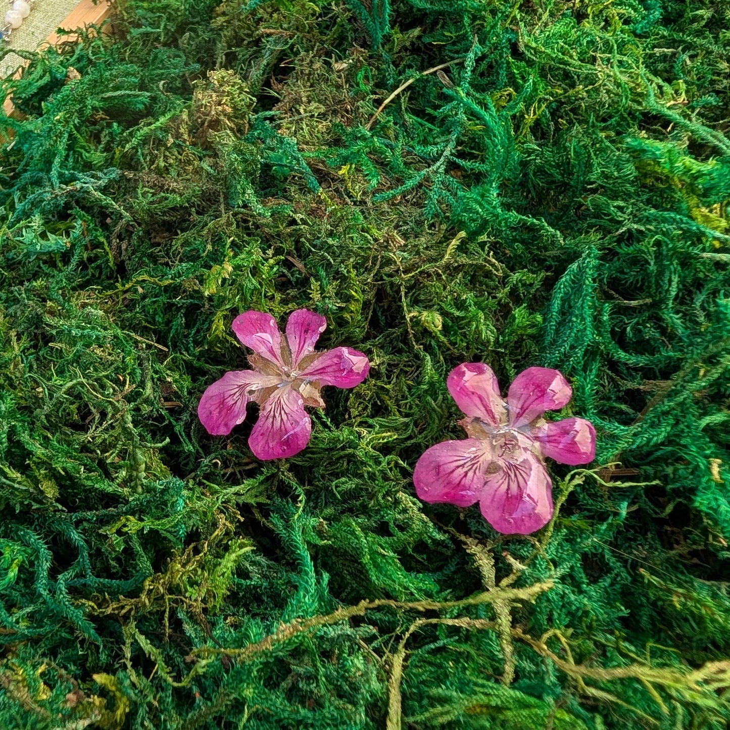 Wild Geranium Stud Earrings