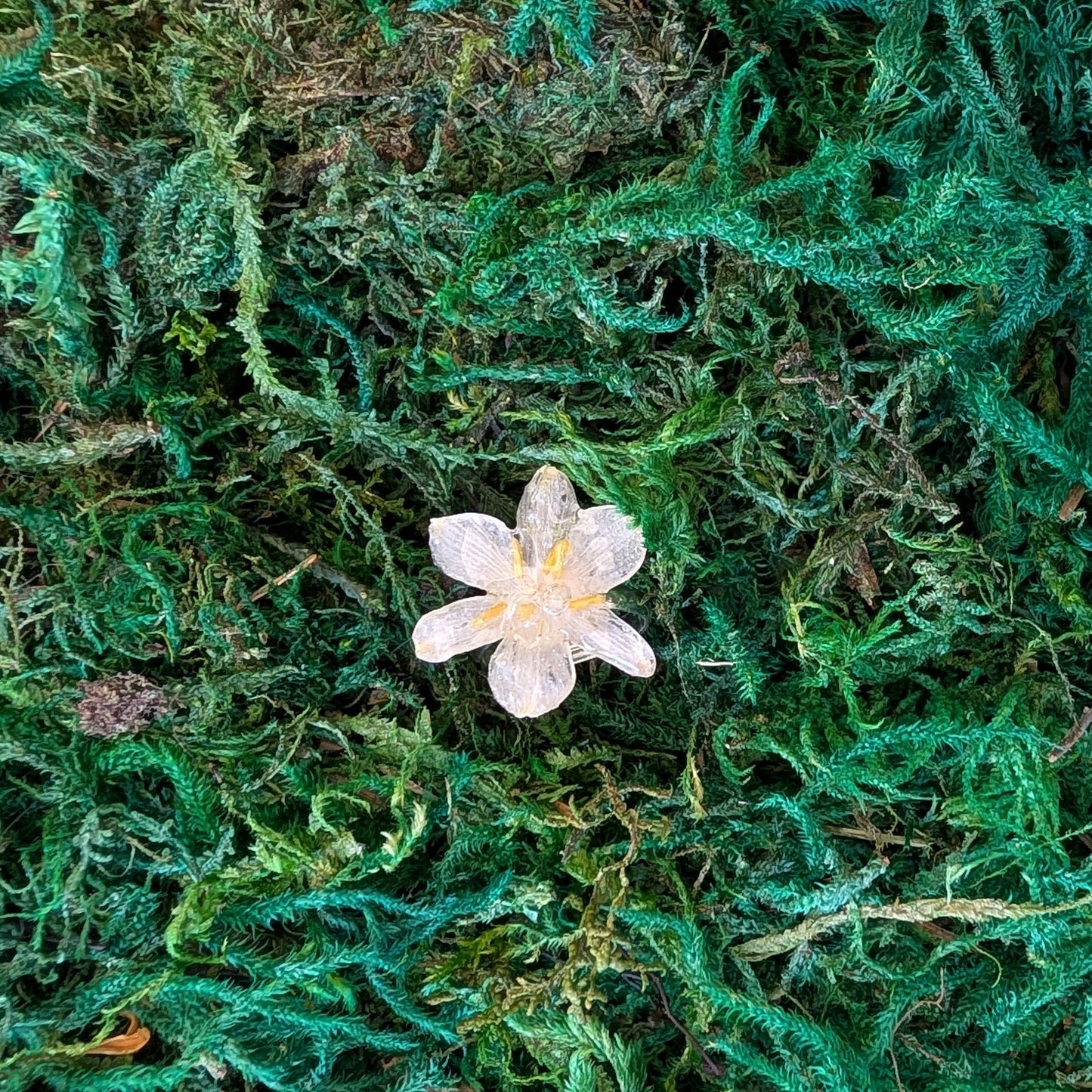 Summer Snowflake Real Flower Ring