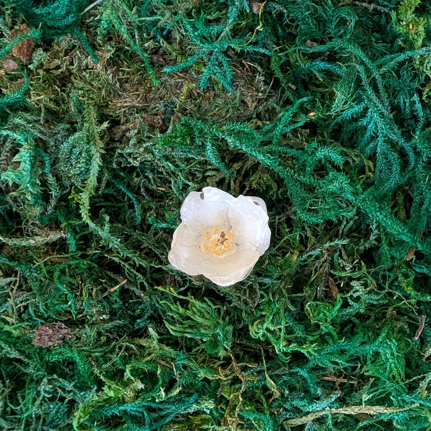 Sweet Mock-orange Ring