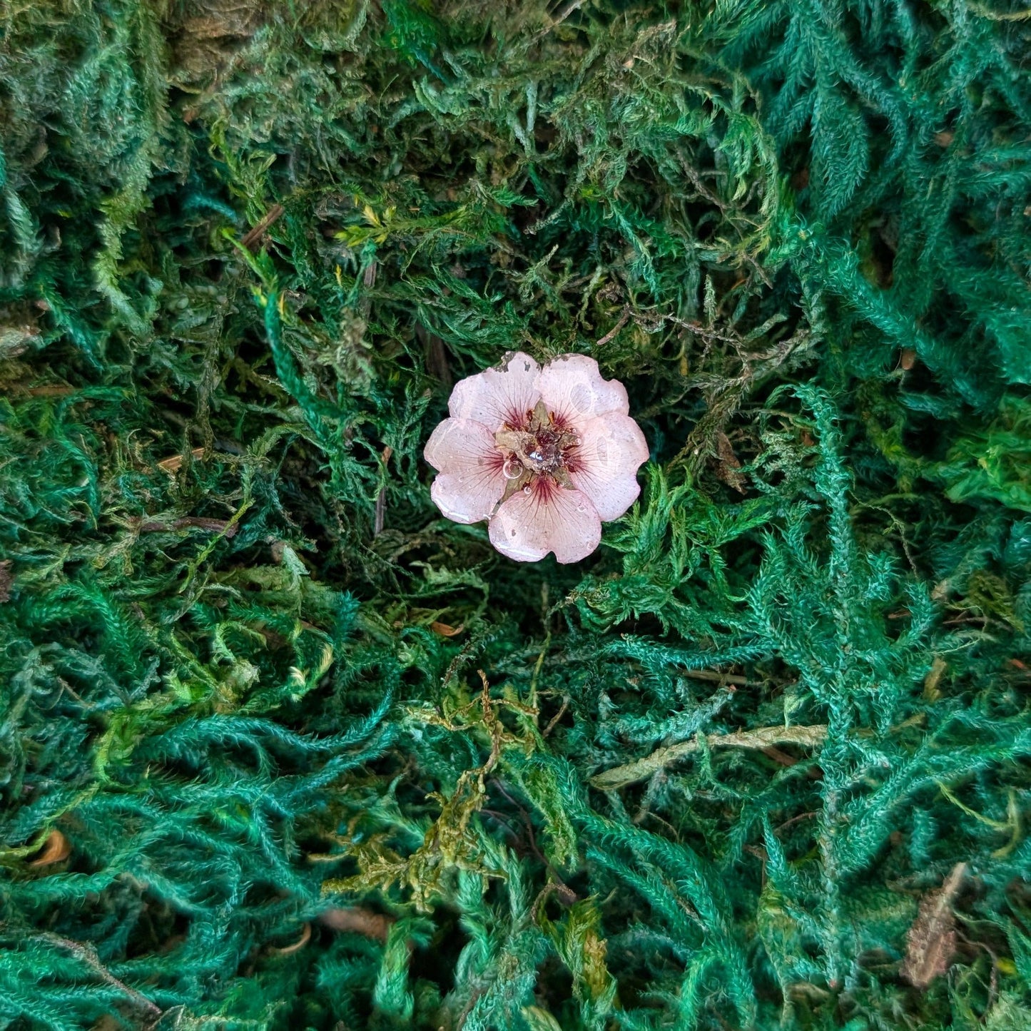 Blush Plum Blossom Ring