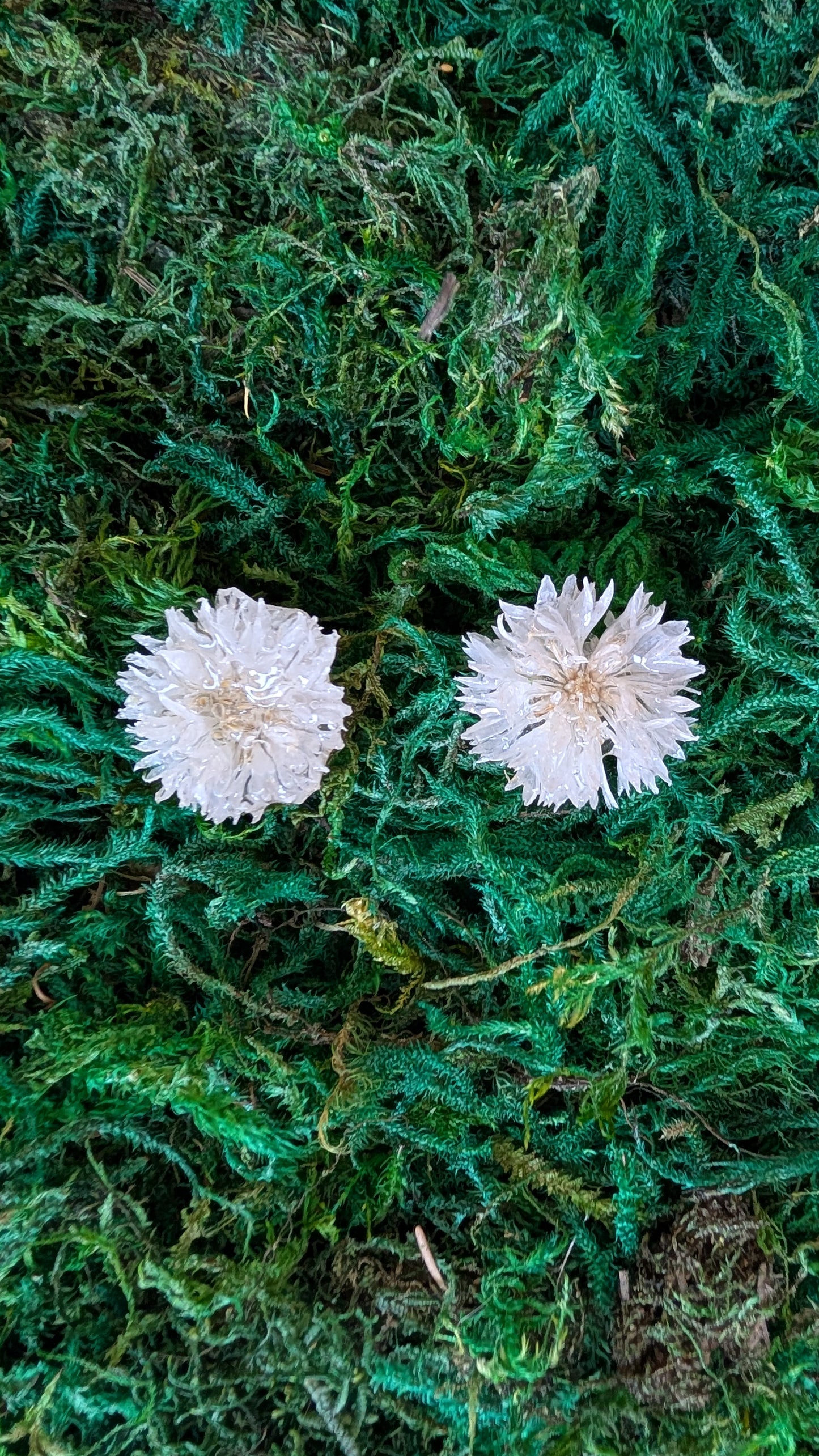 Cornflower Stud Earrings
