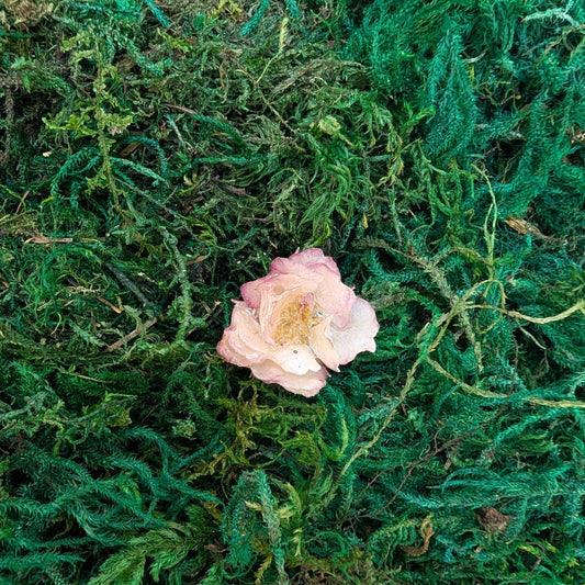 Blush Petal Ring