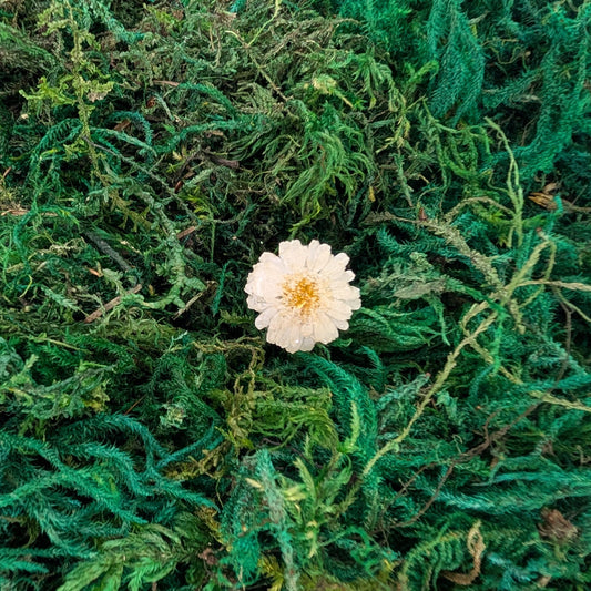 Daisy Daydream Ring