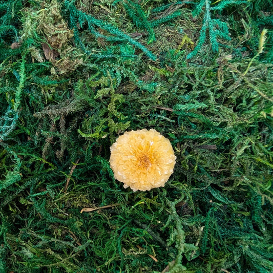 Golden Dandelion Ring