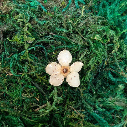 Wild Pear Blossom Ring