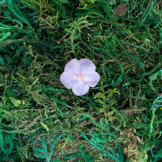 Soft Purple Phlox Ring