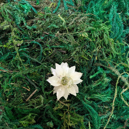 White Nigella Ring