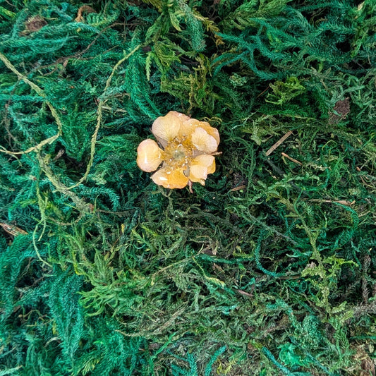 Sunny Bloom Ring