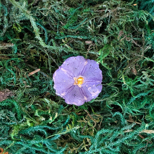 Violet Whispers Flower Ring