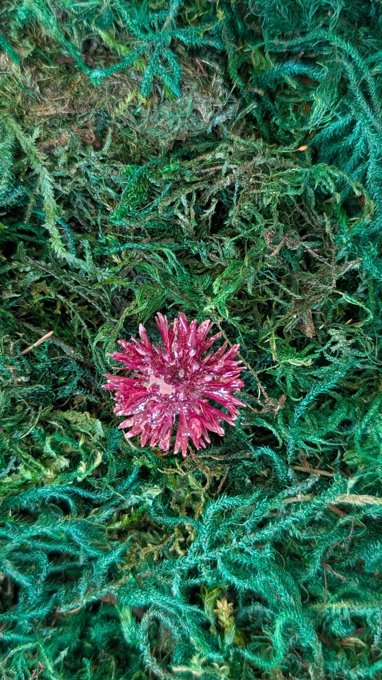 Cornflower Ring