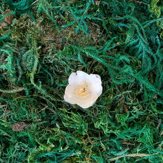 Sweet Mock-orange Ring