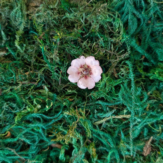 Blush Plum Blossom Ring