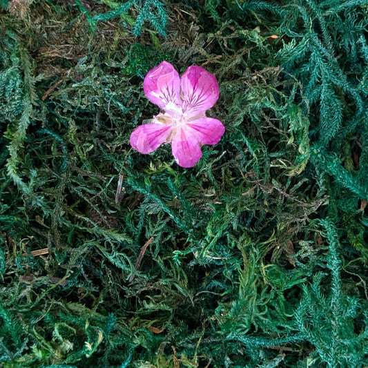 Wild Violet Ring