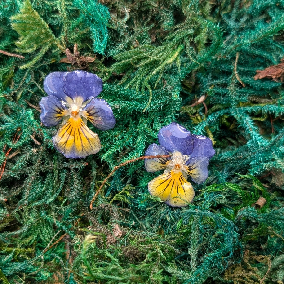 Pansies Stud Earrings
