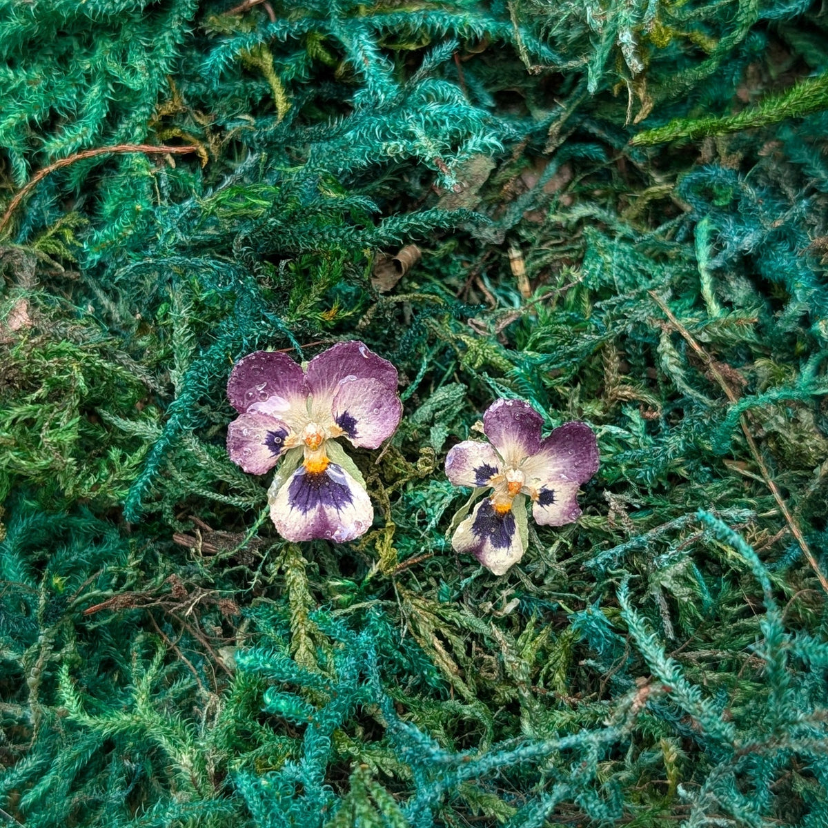 Pansies Stud Earrings