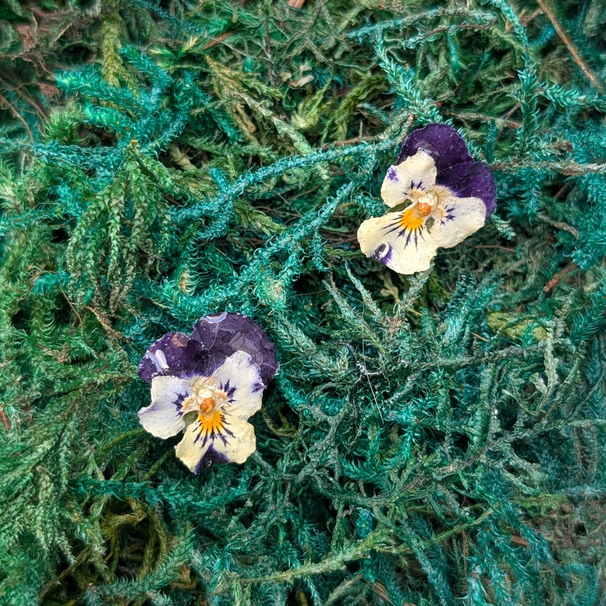 Pansies Stud Earrings