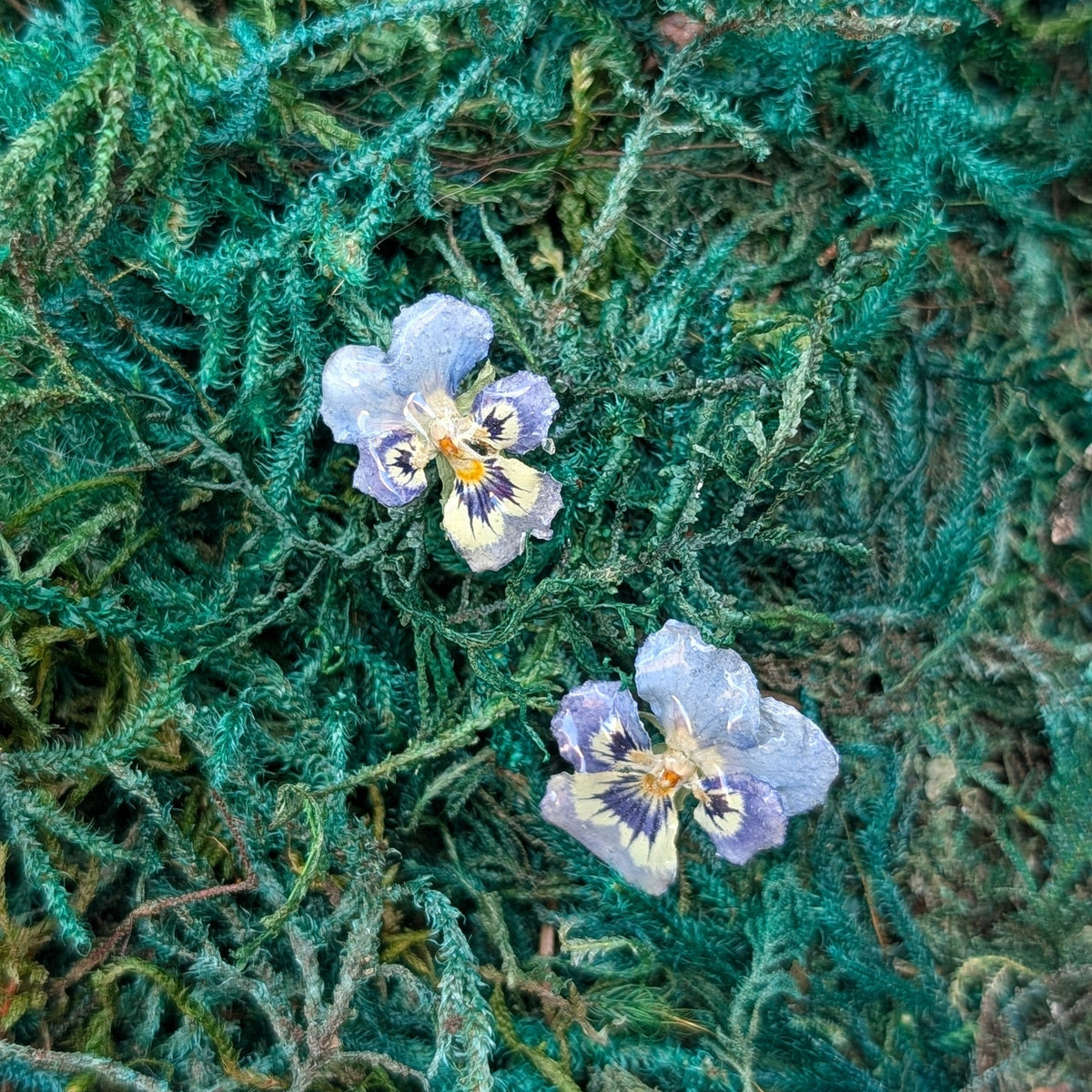 Pansies Stud Earrings